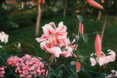 2025_0725_20011300-scaled
